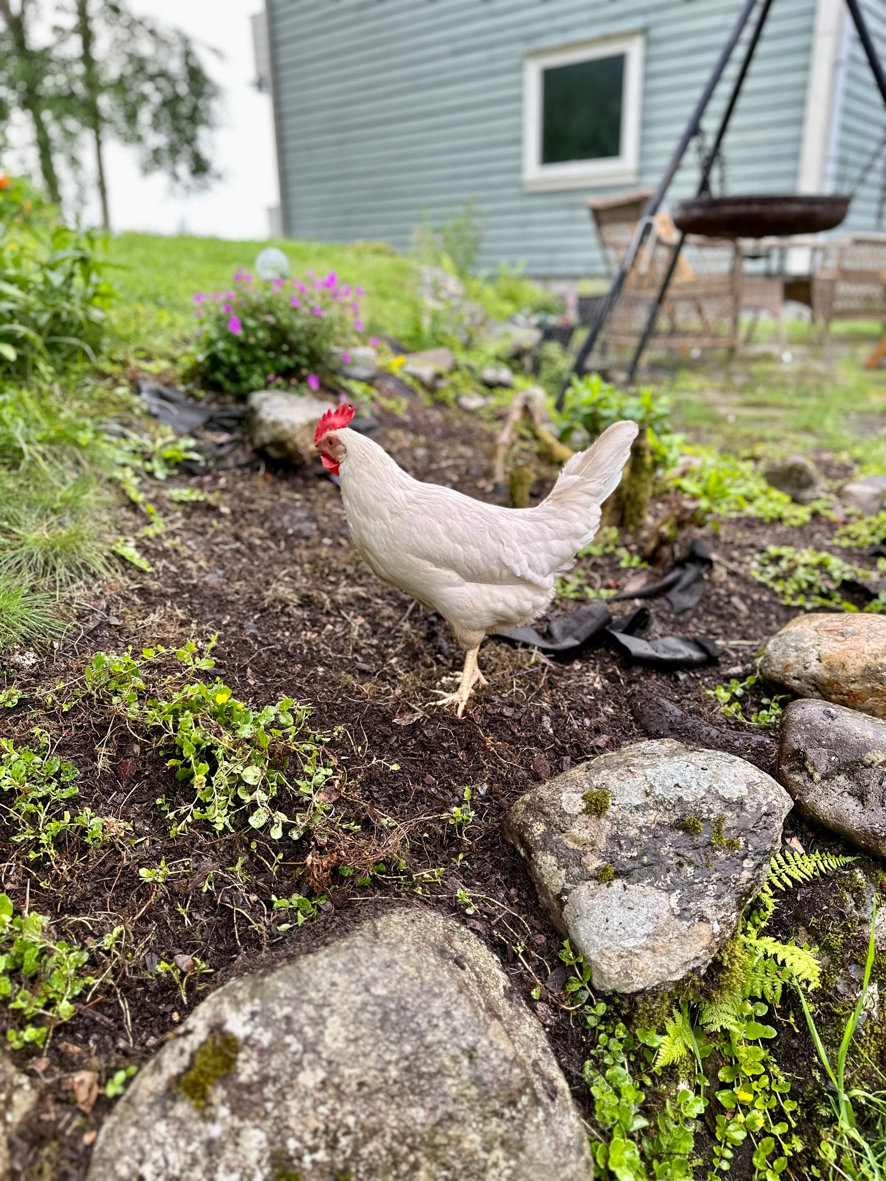 Aarvik gård - Baldersheim — bilde 1