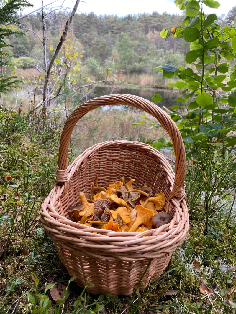 Bilde for artikkelen Opplev skogens magi på høsten
