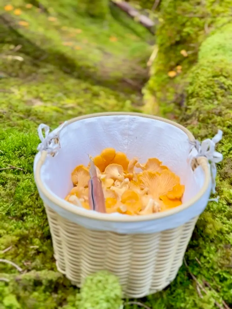 Bilde for artikkelen Kantarell: skogens gull