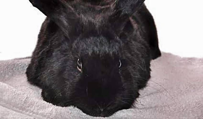 Zenon Konopka and His Pet Bunny Rabbit | The Home Of The Players ...