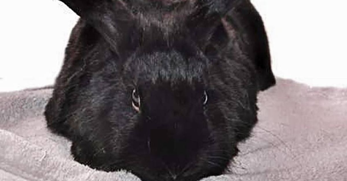 Kenie Rabbit Zenon Konopka and His Pet Bunny Rabbit | The Home Of The Players ...