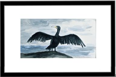 Skarven er svart
