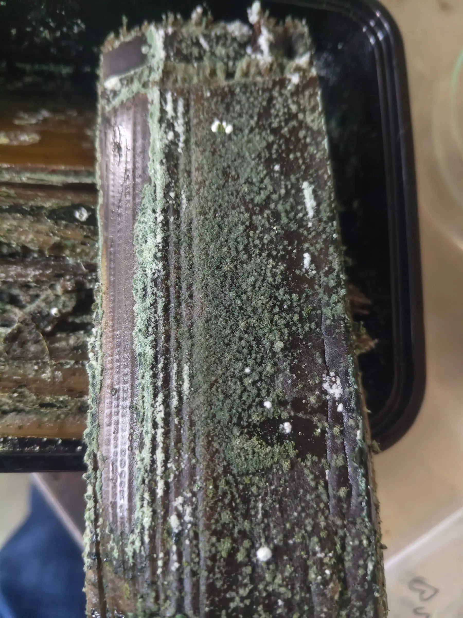 A section of banana pseudostem in a black tray, its surface covered in dense green Trichoderma sporulation and white mycelial growth.