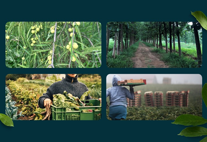 Shine Agrotechnology results slide 1
