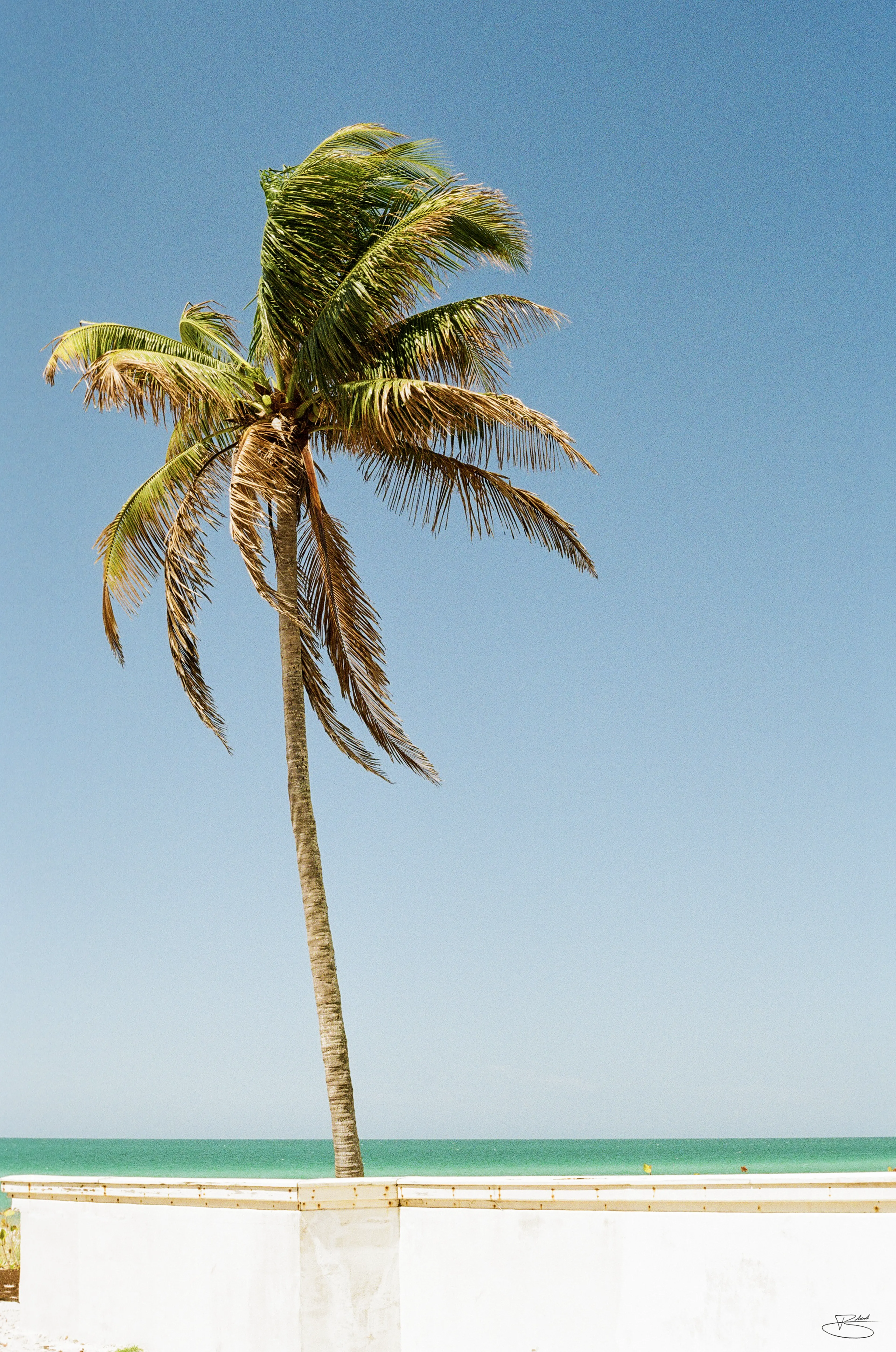 Lonely Palm
