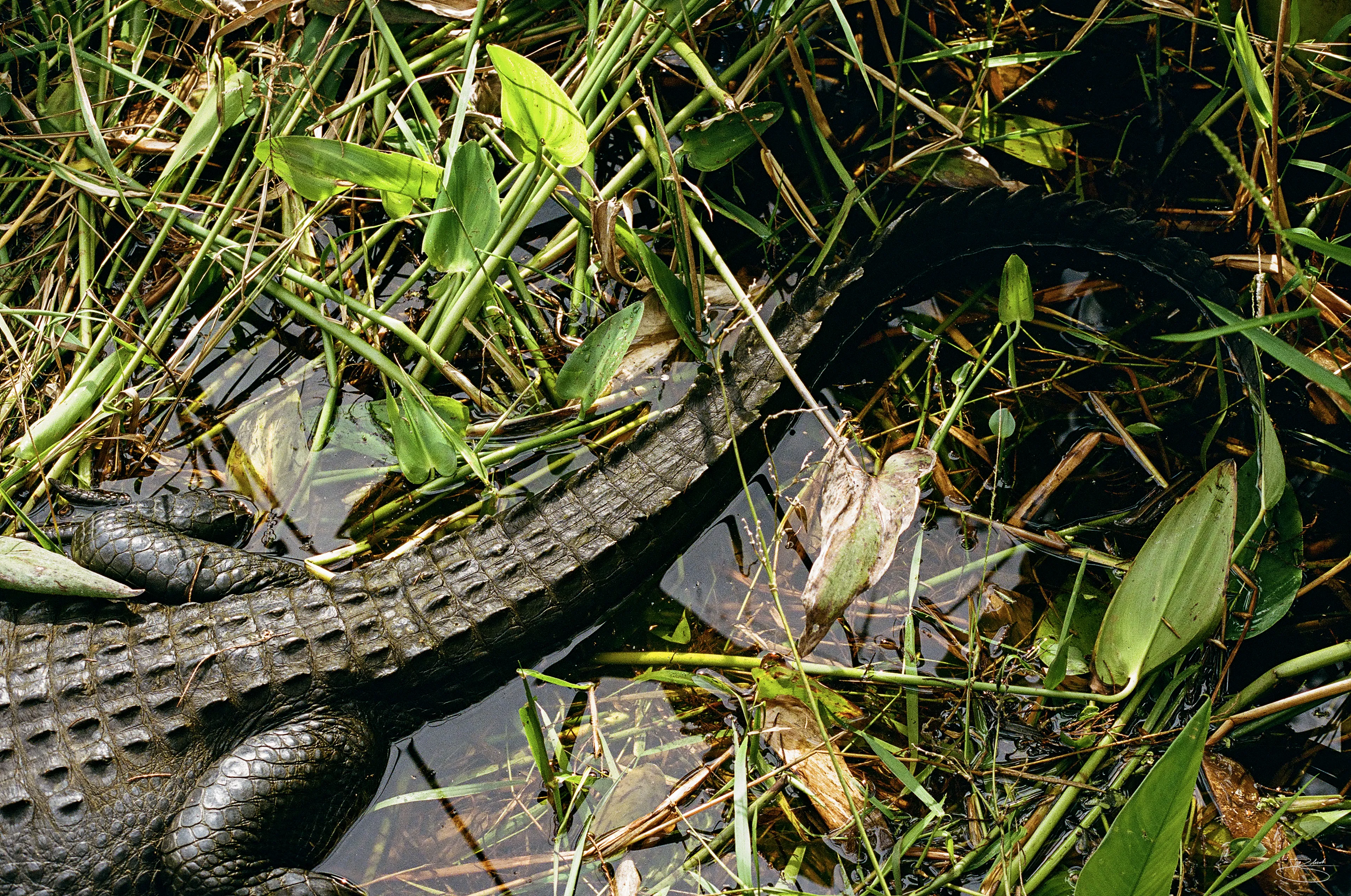 Swamp Puppy
