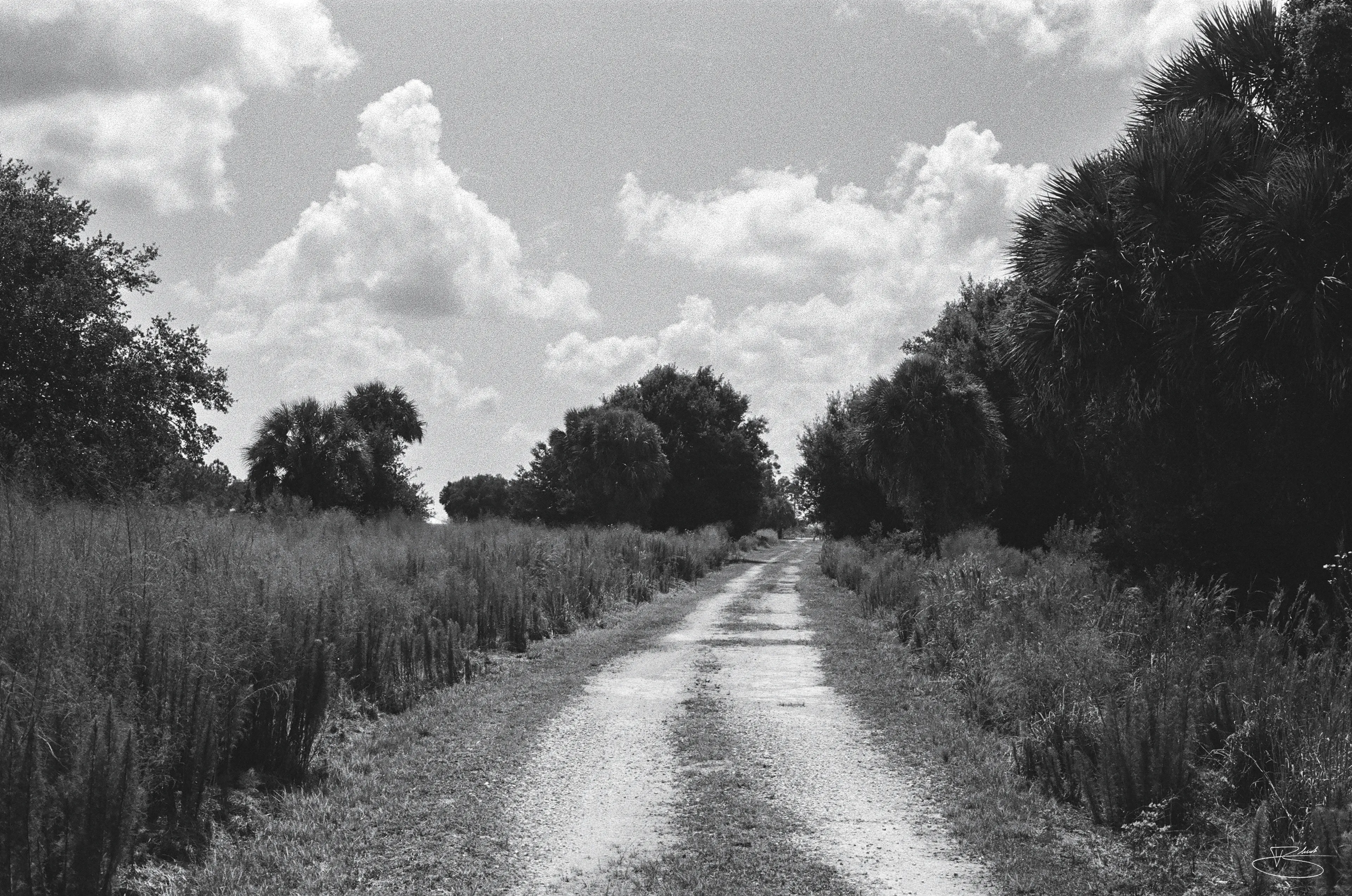 A walk in the marsh
