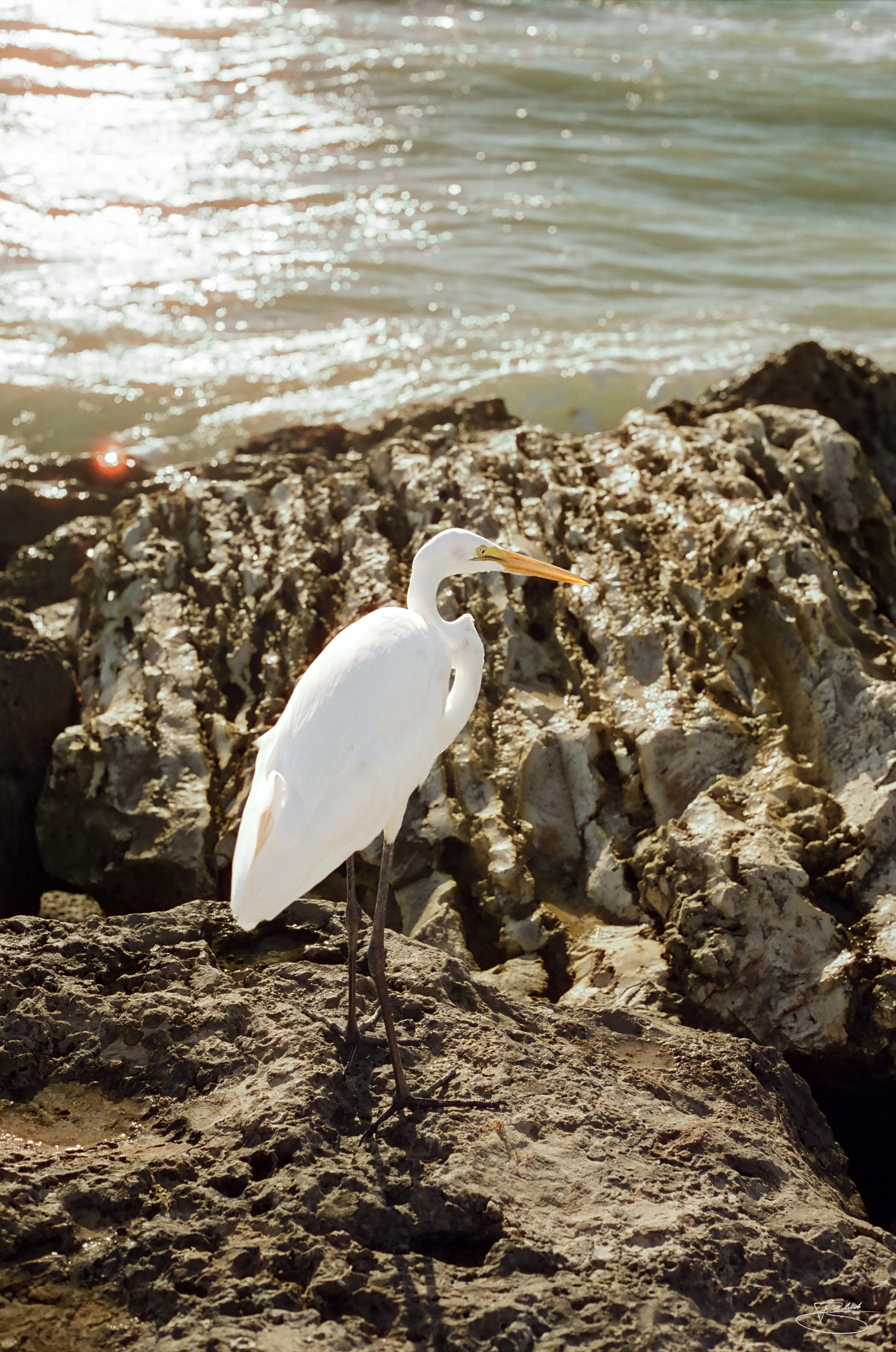 Great Egret