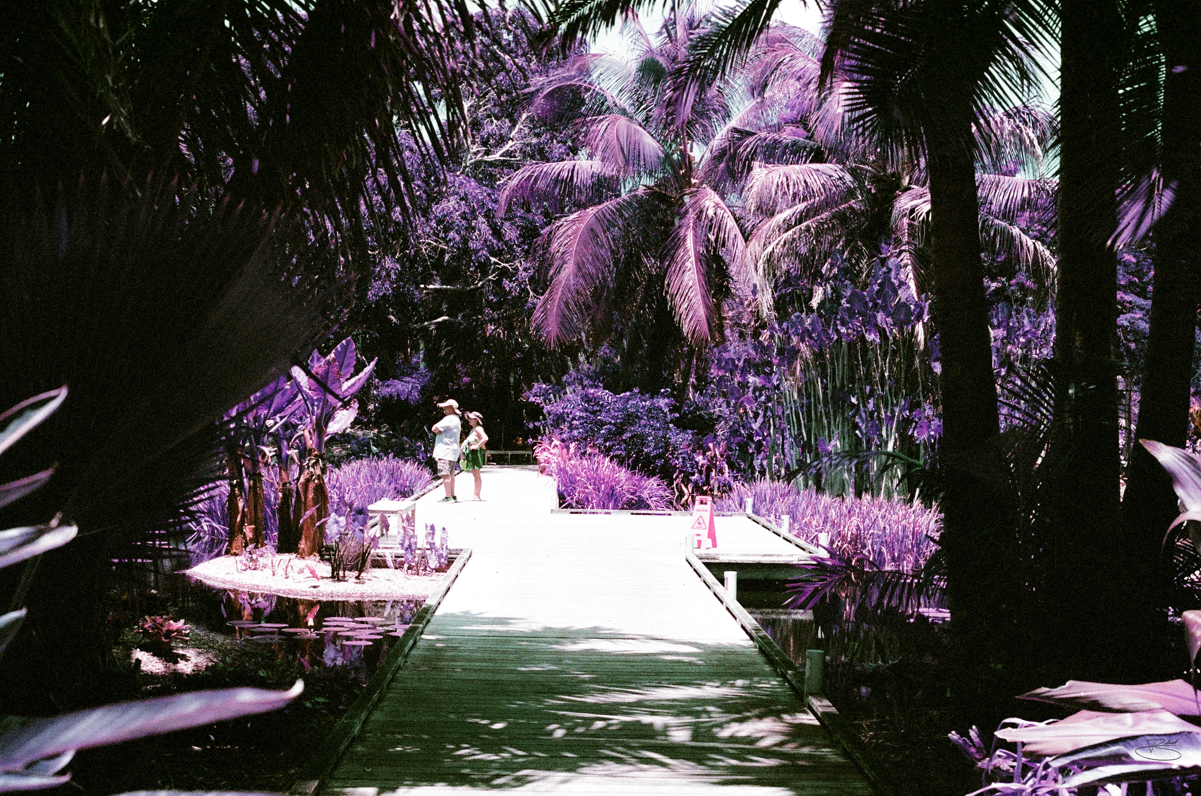 Purple Jungle