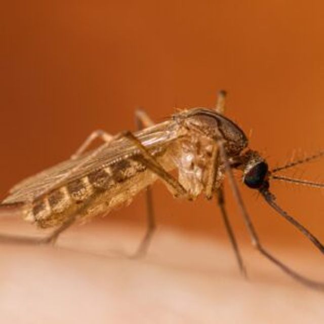 West Nile Virus
