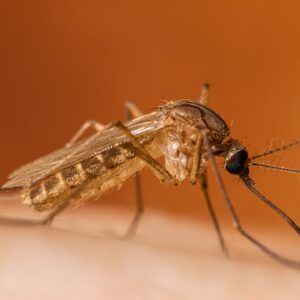 West Nile Virus