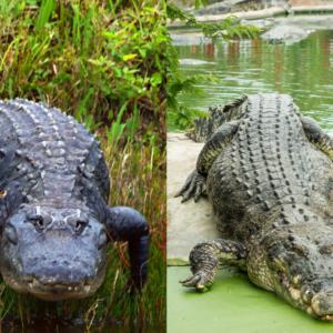 Alligator vs. Crocodile