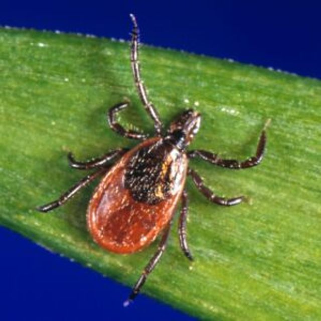 Lyme Disease
