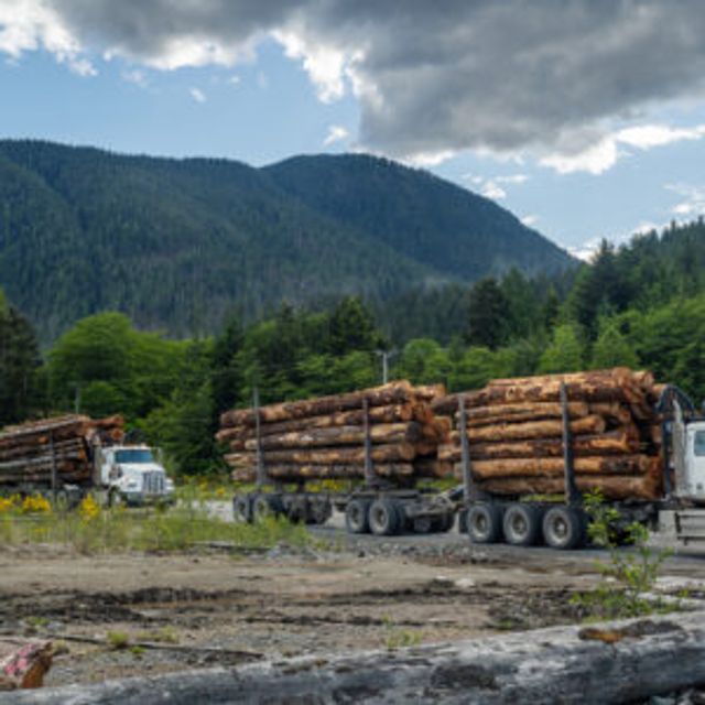 Logging Safety