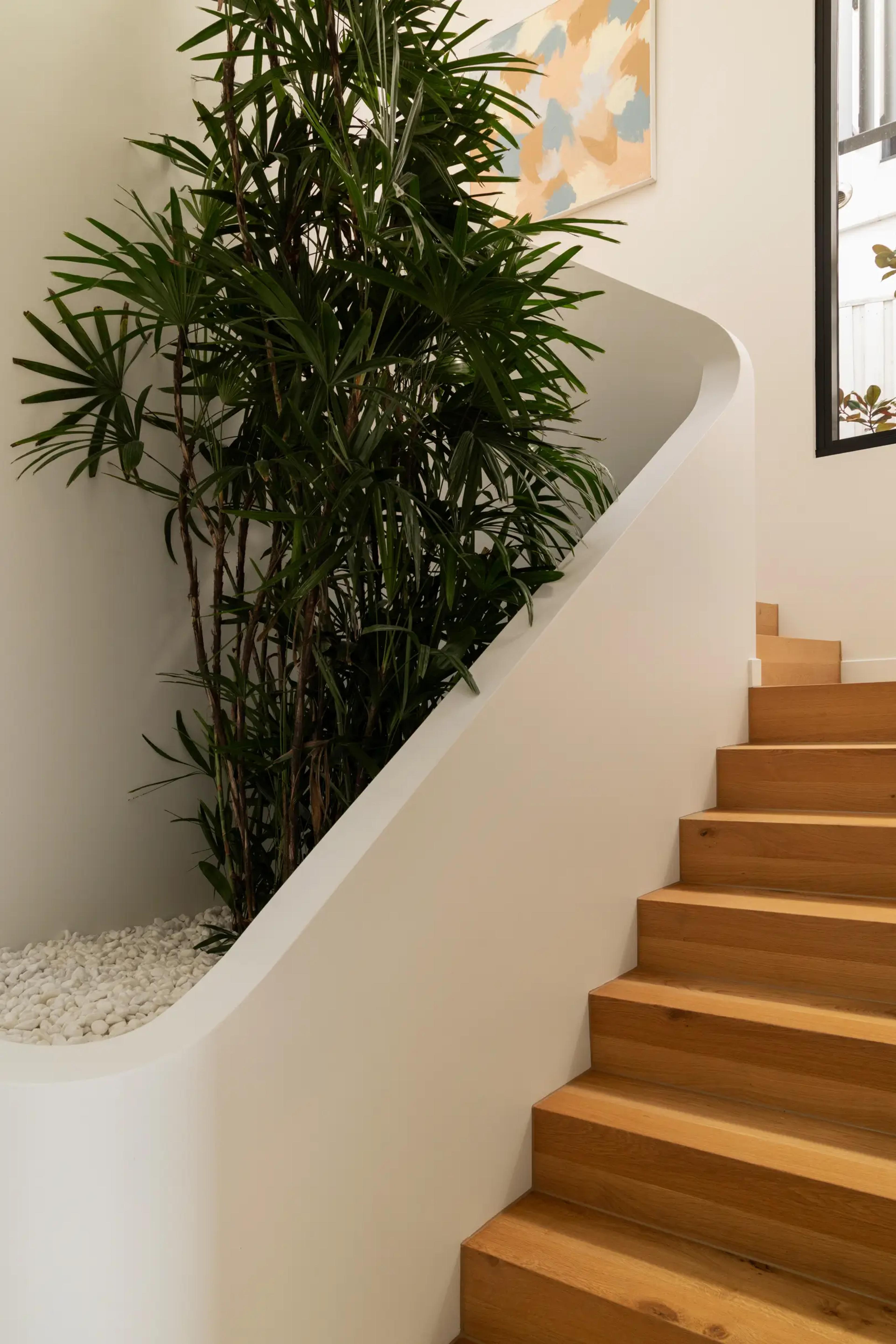 Curved staircase with feature indoor palm planter