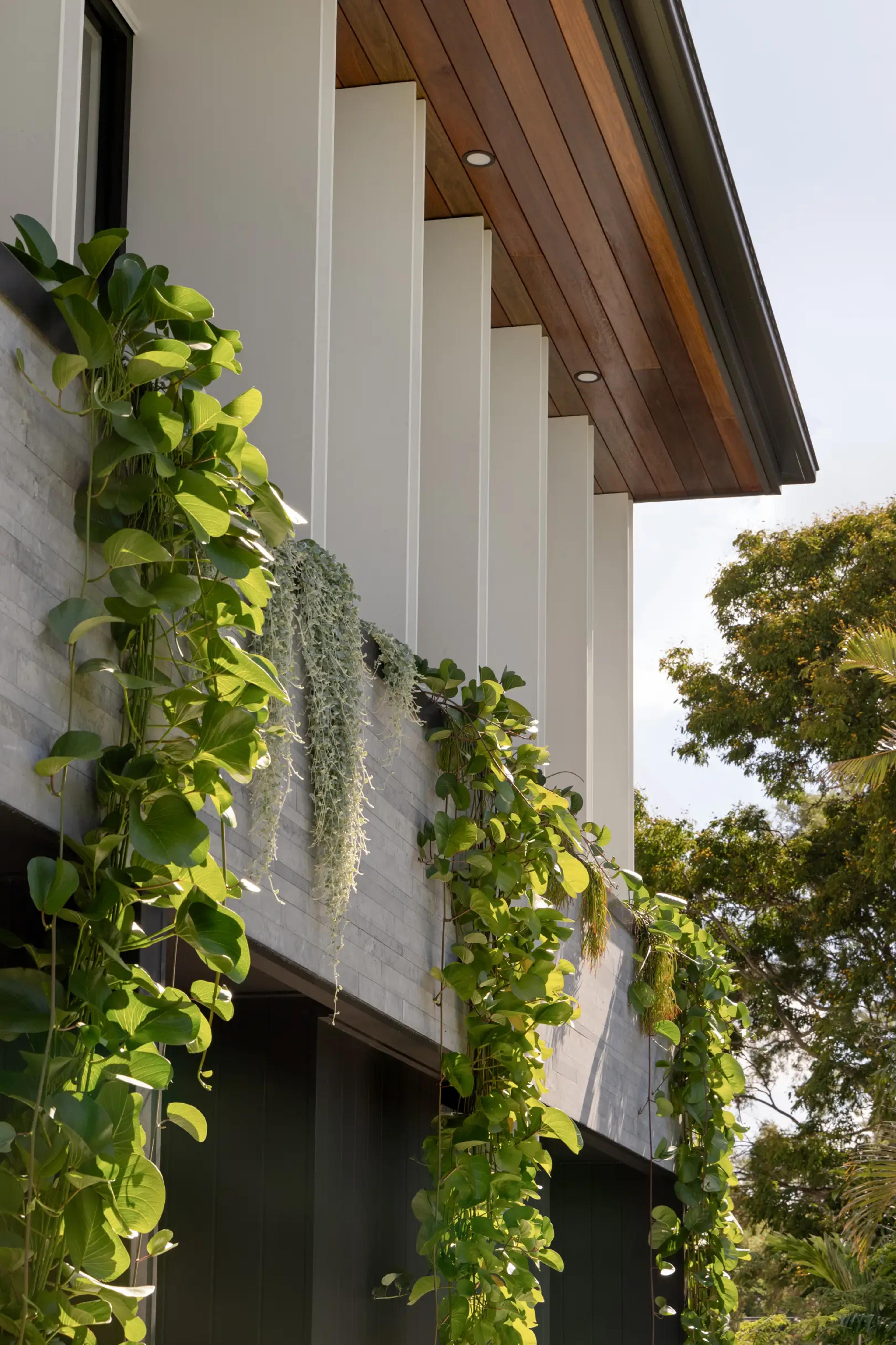 Timber eaves and stone wall with trailing plants
