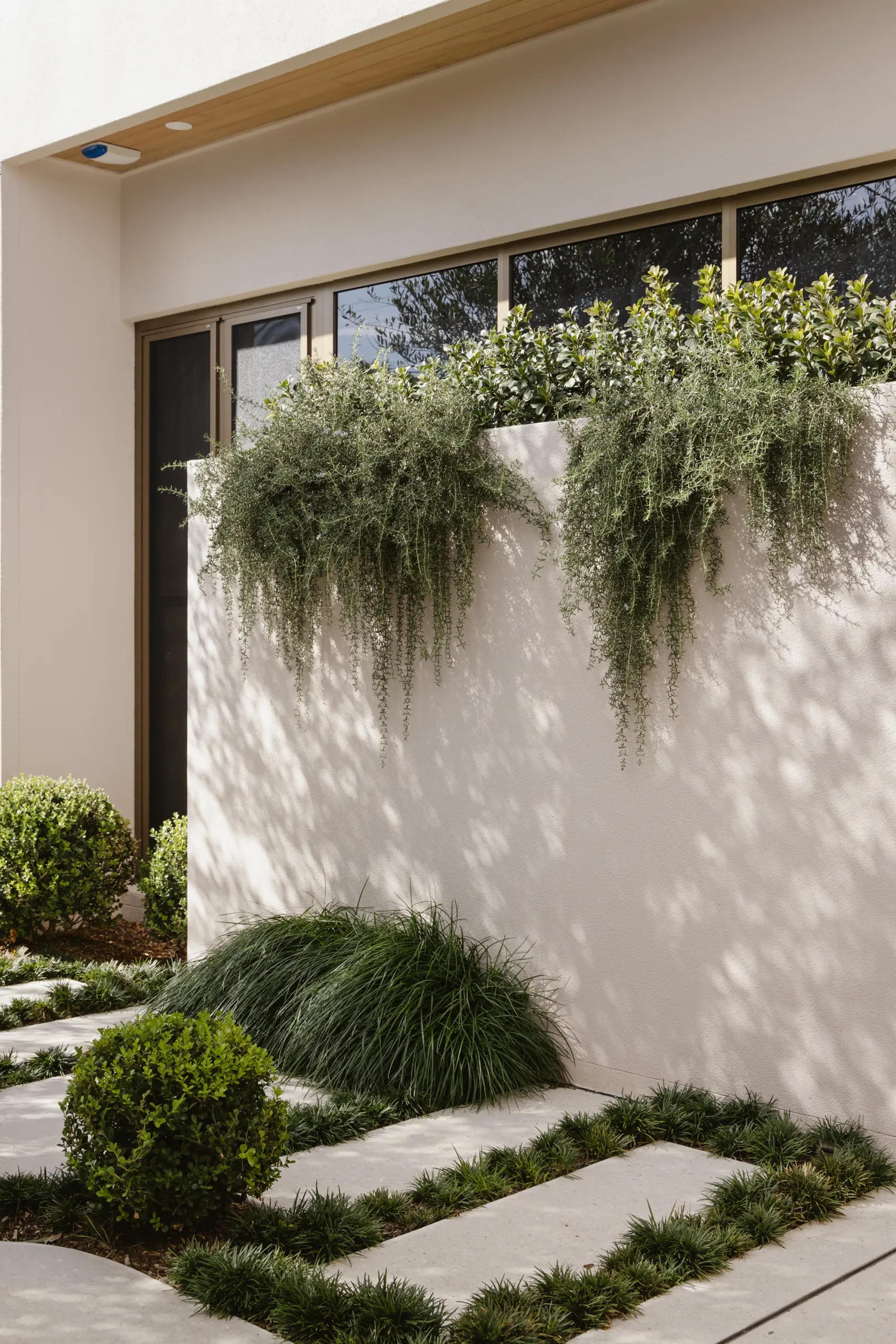 Rendered wall with cascading planter and paved garden path