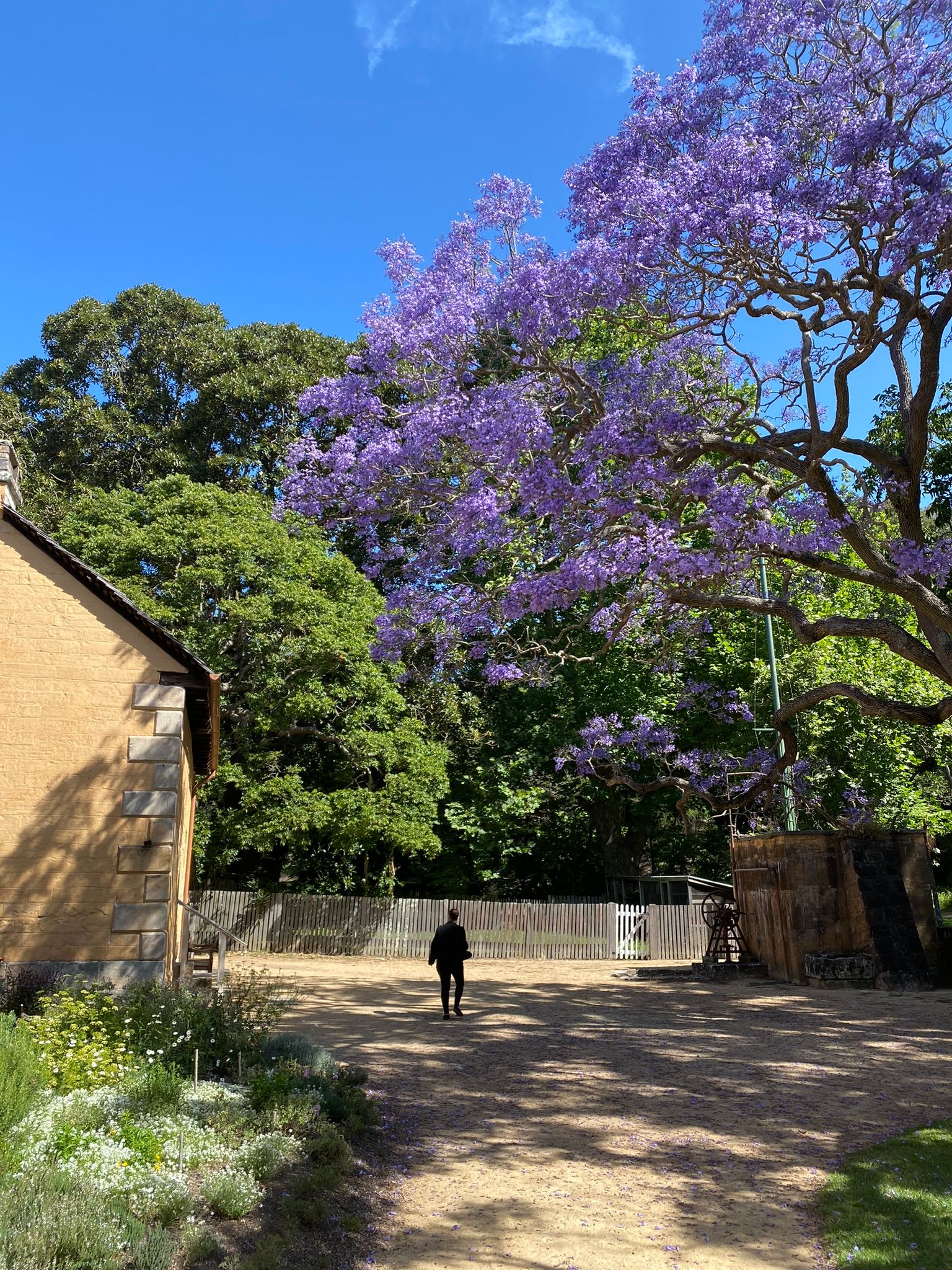 Jacaranda tree in blossom at Vaucluse House