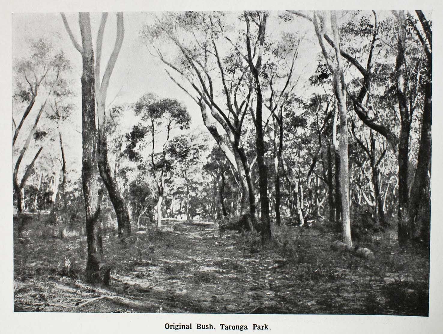 Bushland that was cleared for Taronga Park