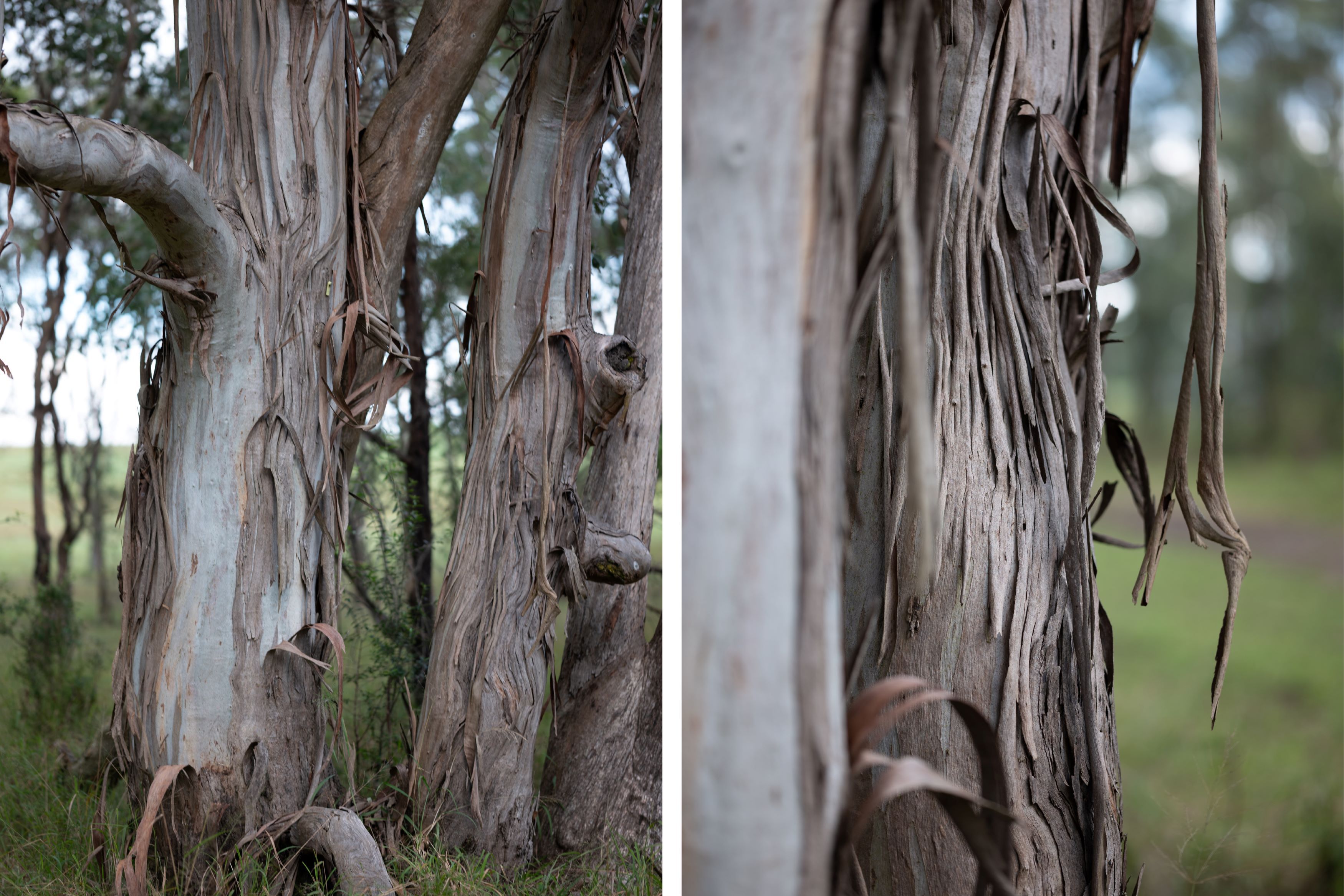 Gumtrees on Dharug Country