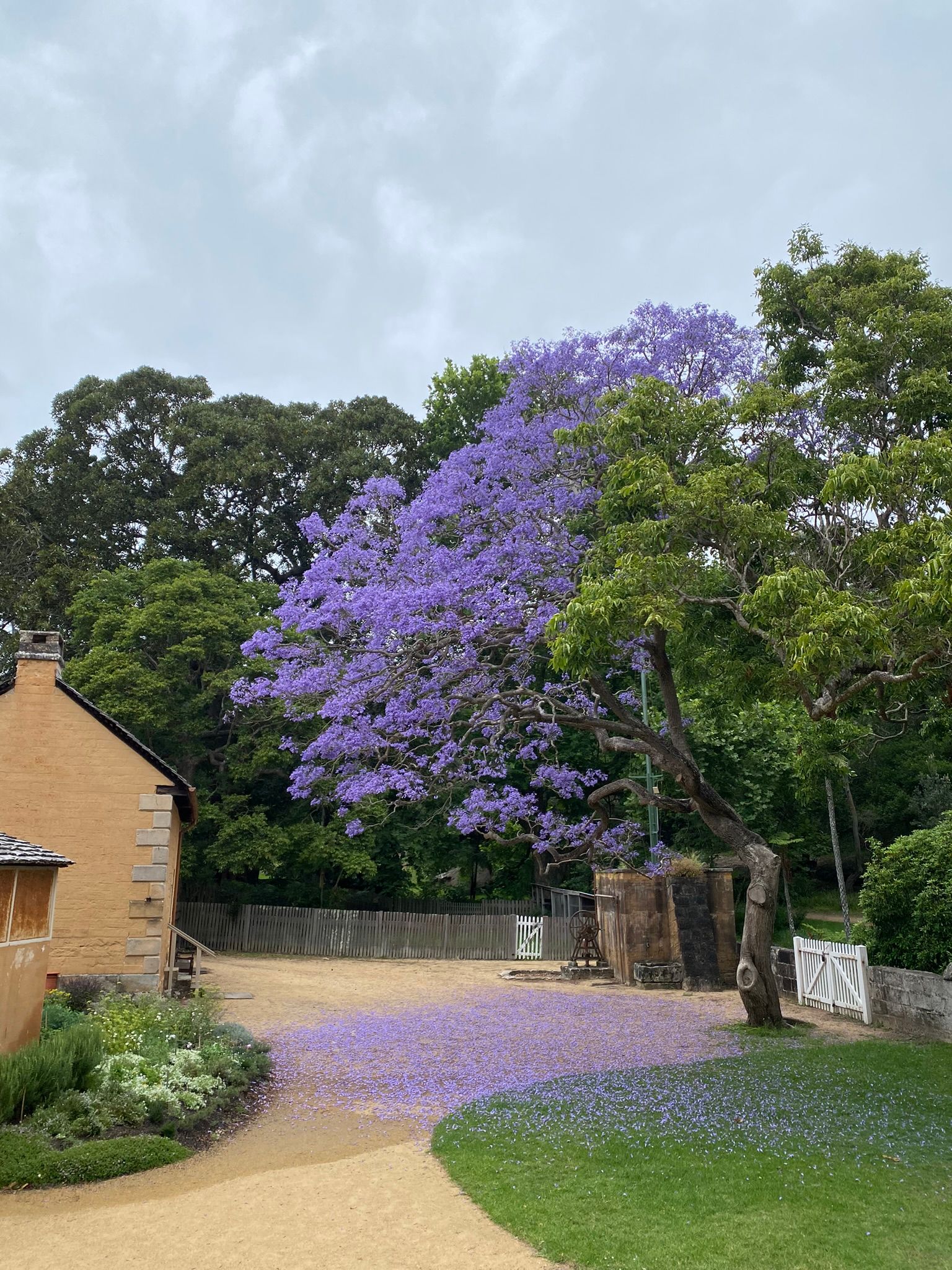 Jacaranda tree in blossom at Vaucluse House