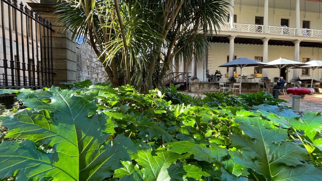 View of plants in the front garden of The Mint.