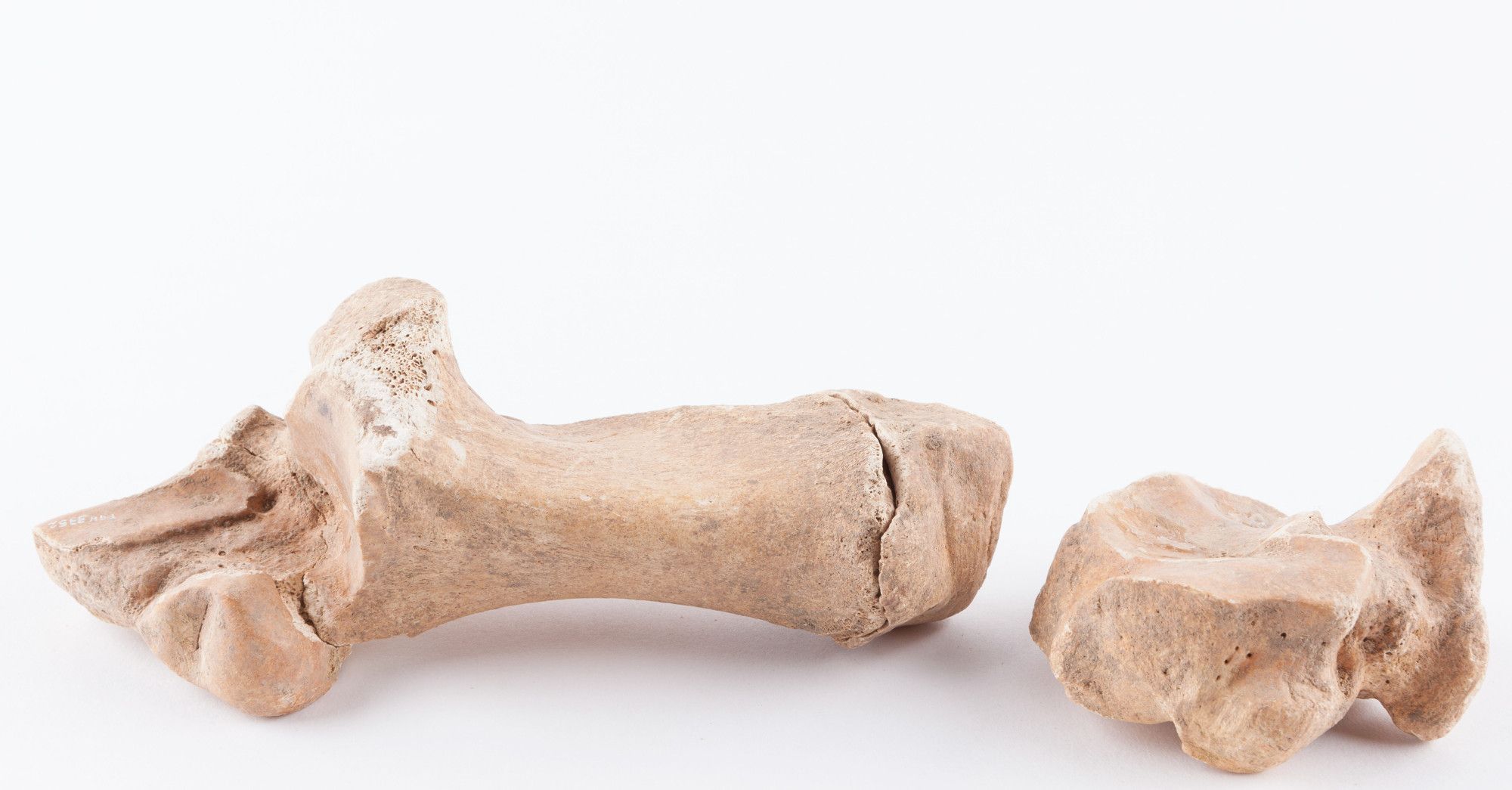 Lower leg bones from a cow