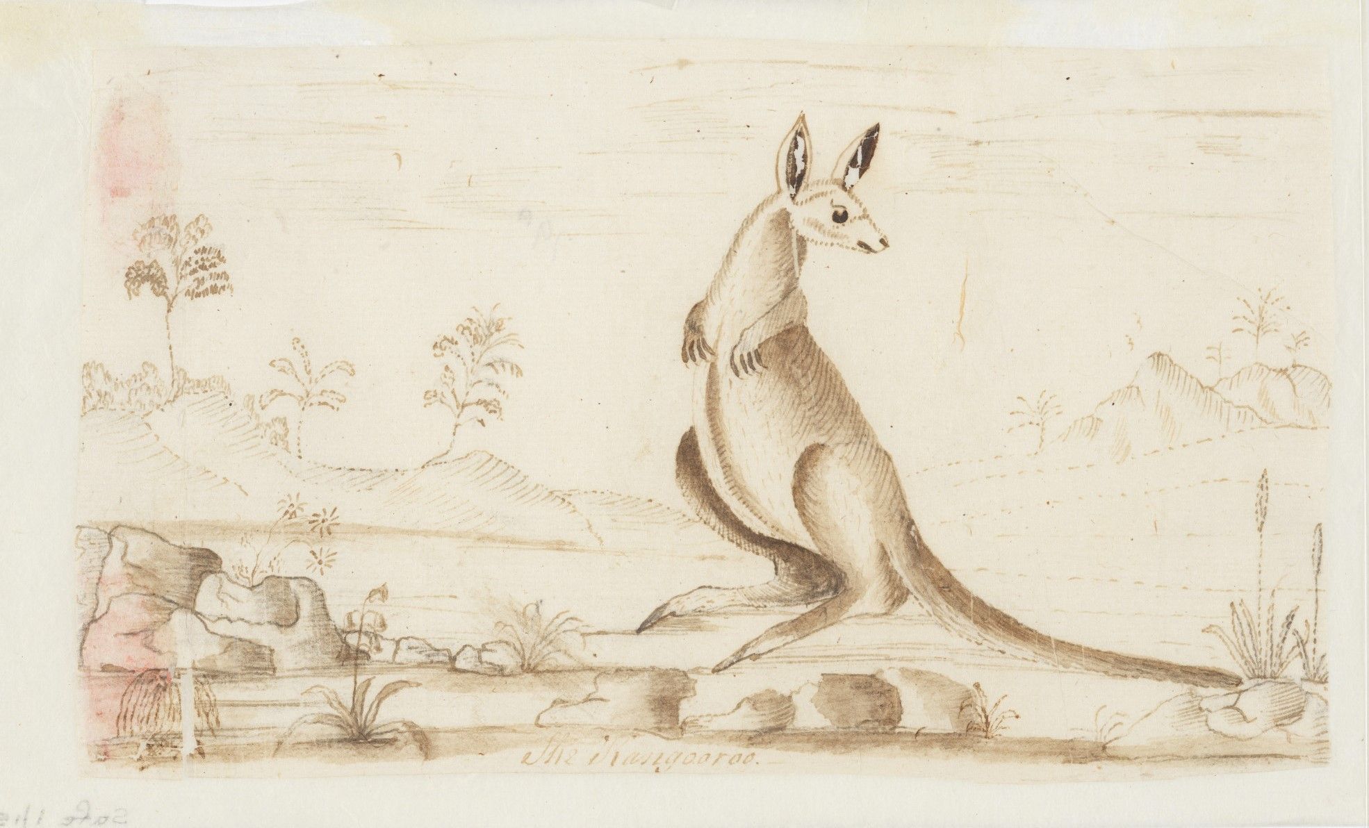 Drawing of kangaroo 