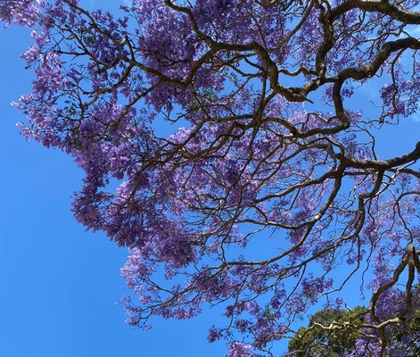 Jacaranda tree at Vaucluse House