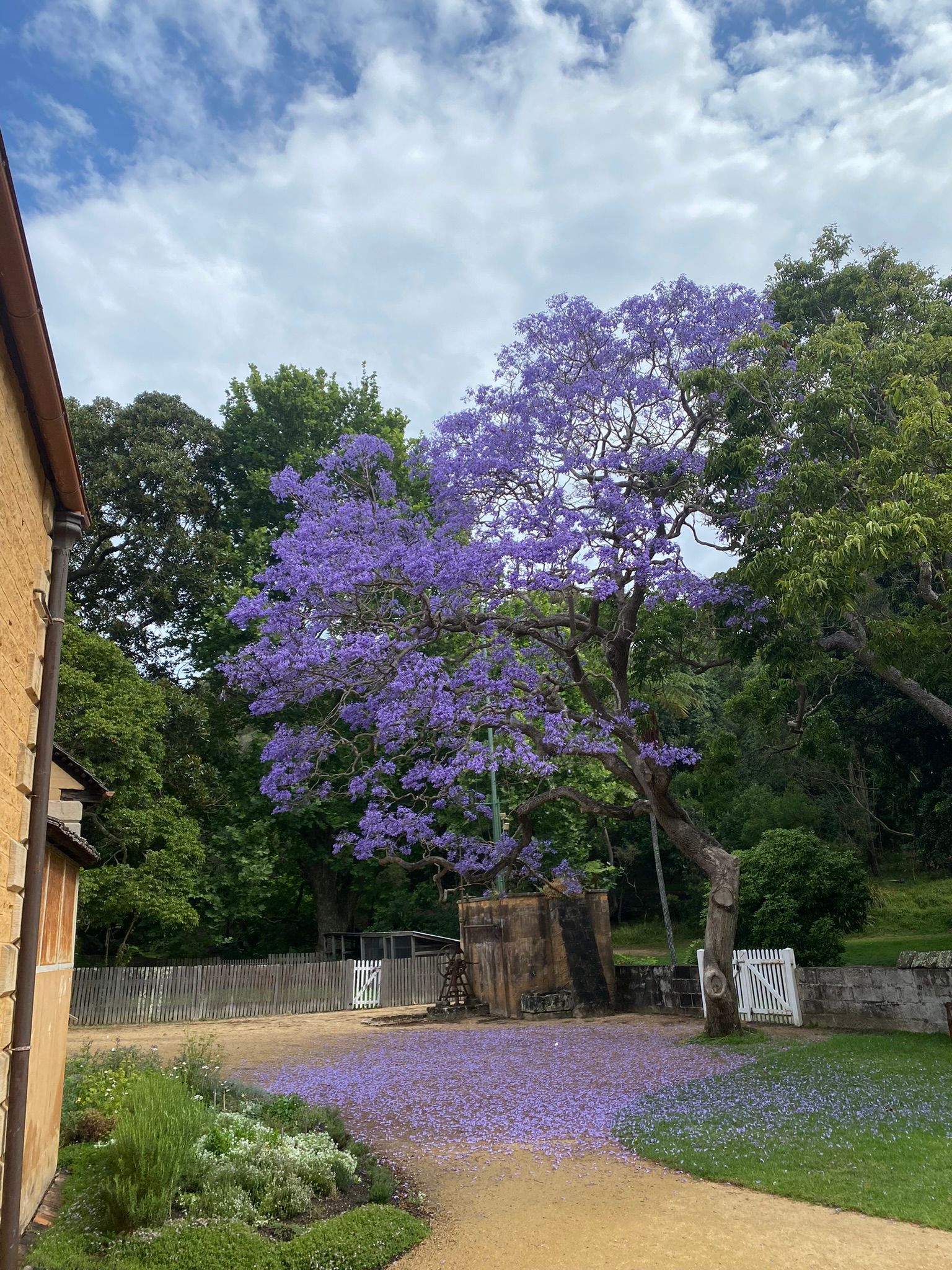 Jacaranda tree in blossom at Vaucluse House 