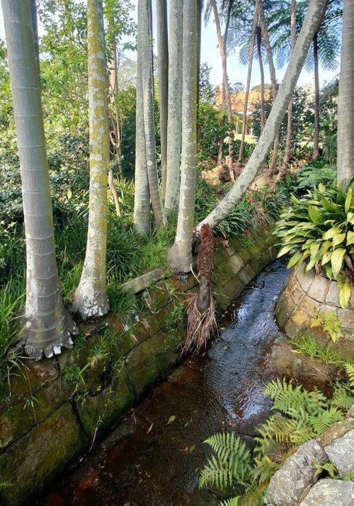 Palm trees growing very close to the stonework of a rill