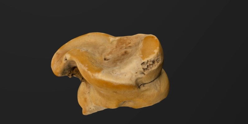 3D model of a bone object