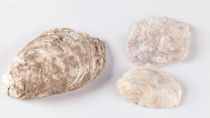 Oyster shells