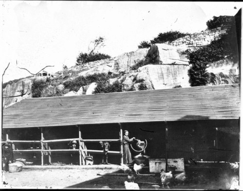 Boys stand near cows that are looking out from a shed and chickens wander free range in front of it