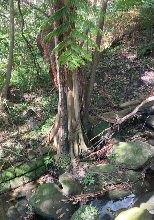A large tree with roots growing over stonework