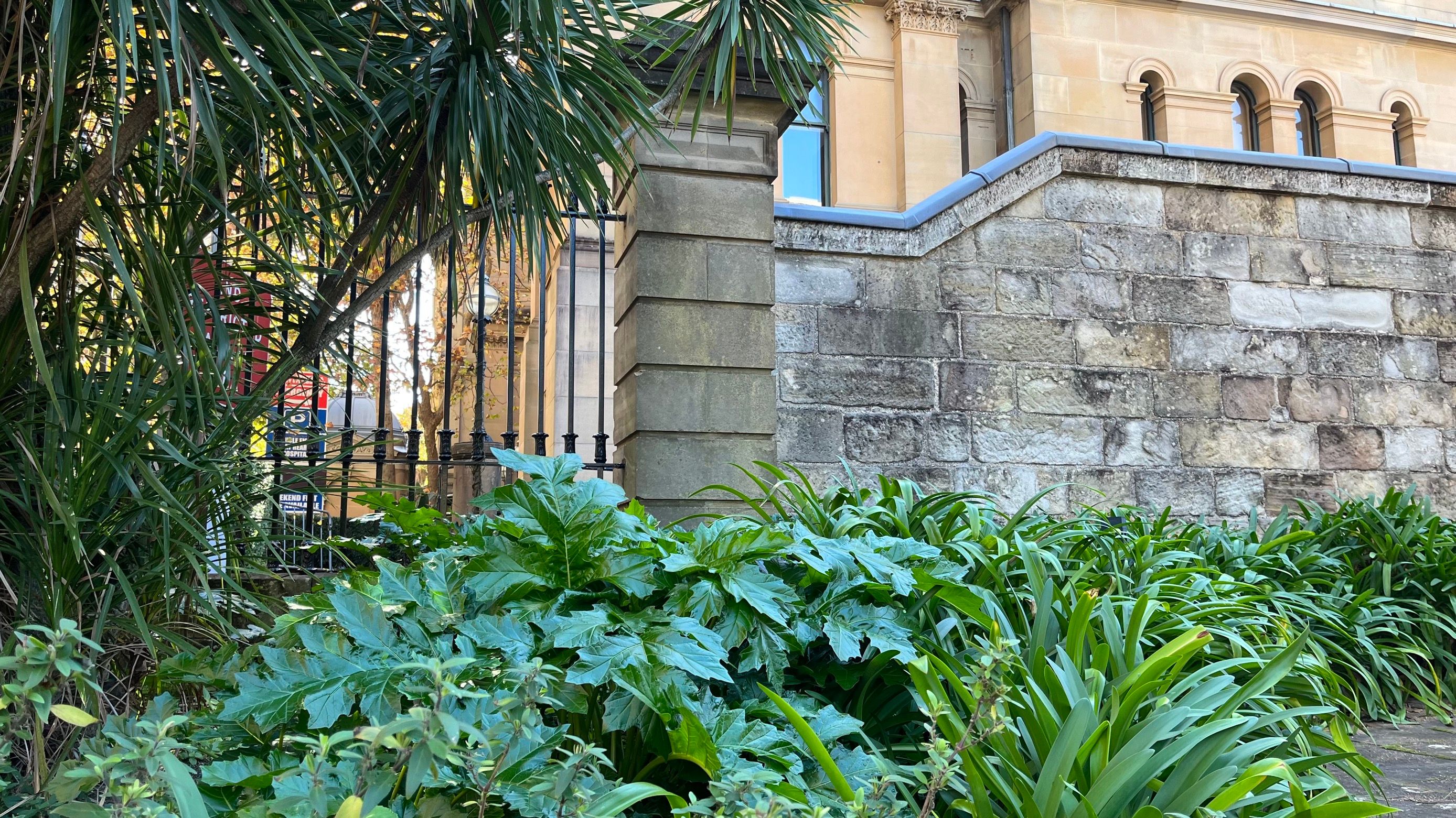 Plants against a sandstone wall in the front garden of The Mint.
