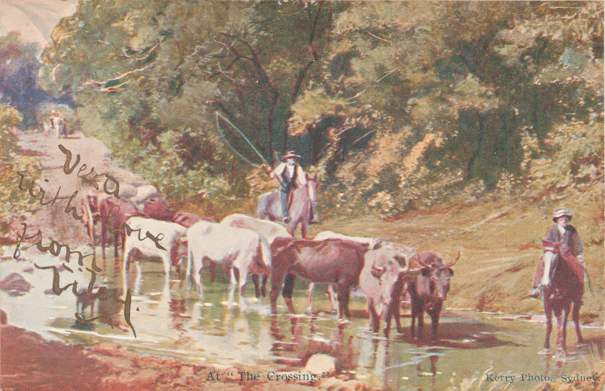 Postcard design with photo of cows crossing a creek