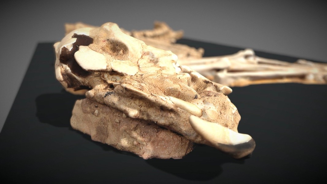 Close up view of an animal skeleton