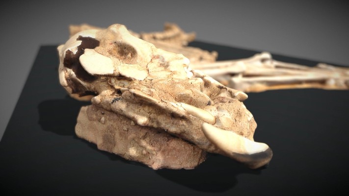 Close up view of an animal skeleton