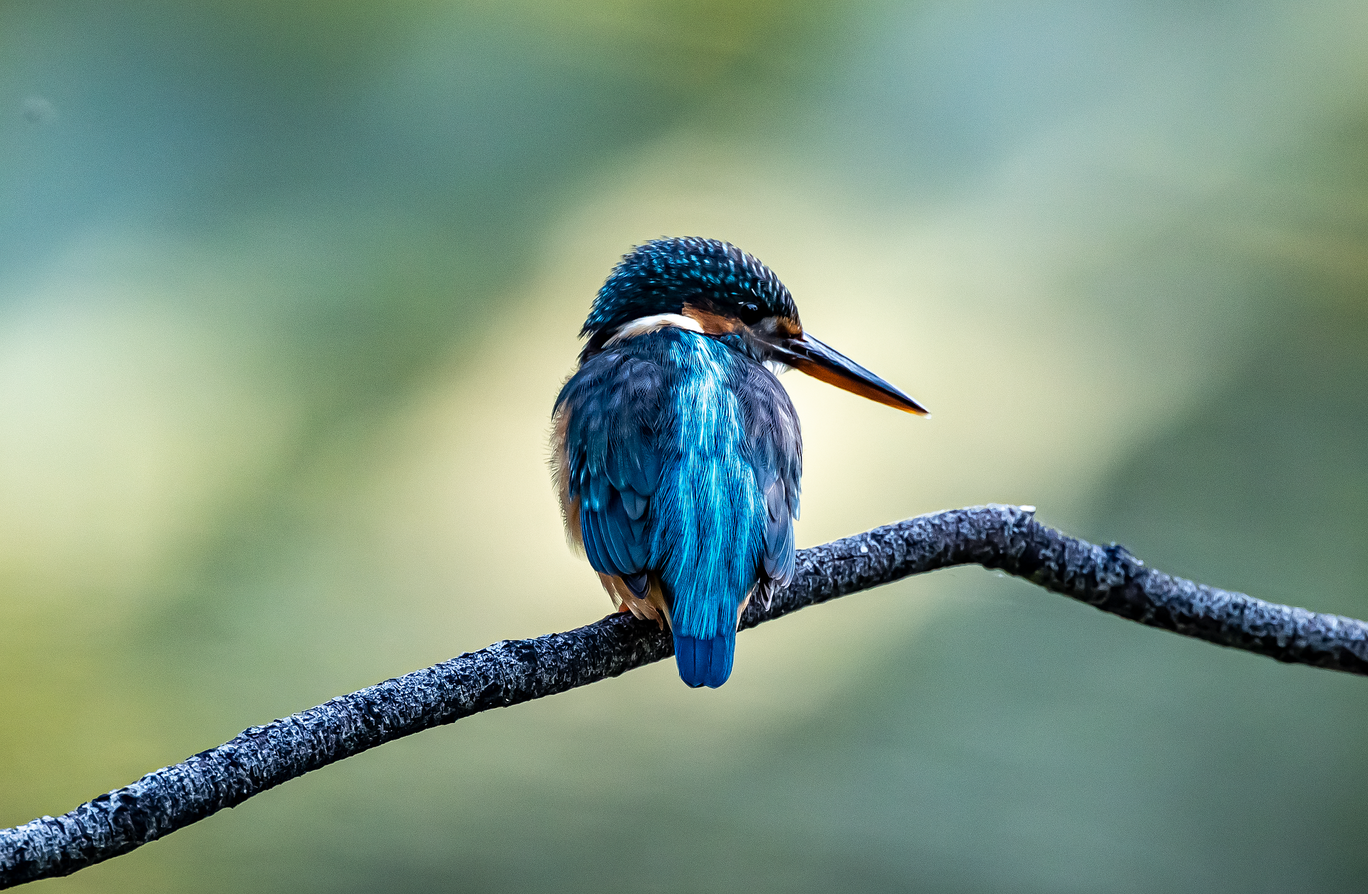 Danube Delta Kingfisher