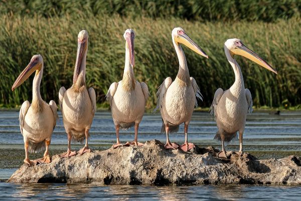 Danube Delta Dalmatian Pelicans