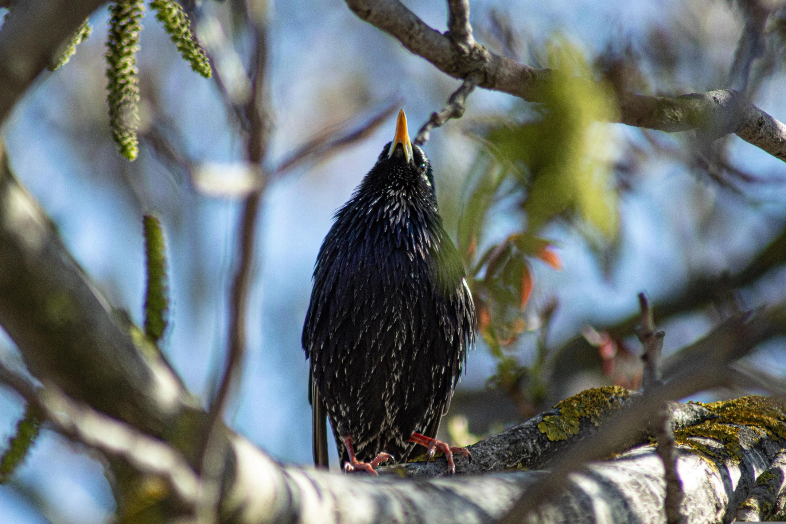 Danube Delta Birds
