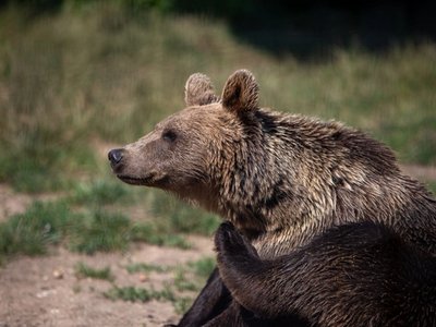 Brown Bear Transylvania