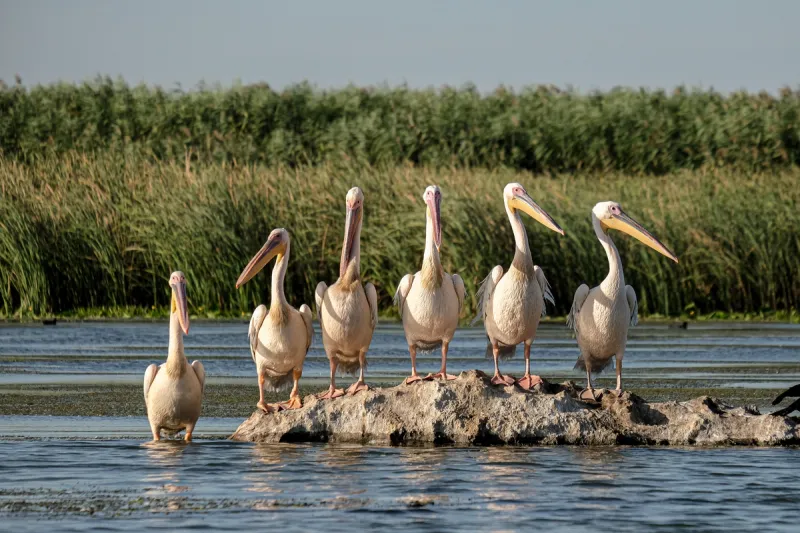 Danube Delta Wildlife