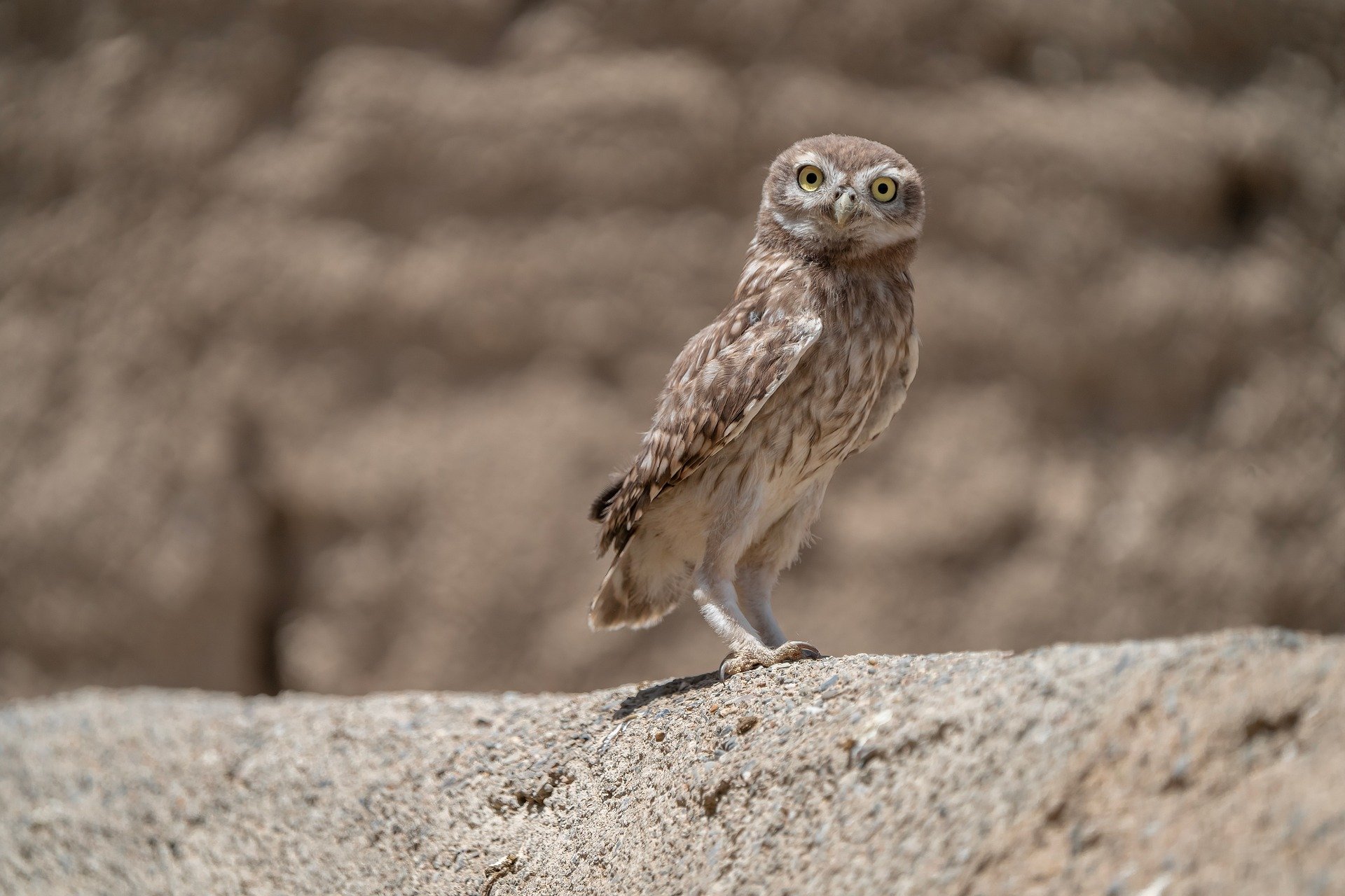 Romanian landscape with mountains and forests