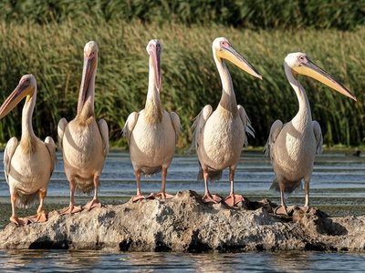 Danube Delta Dalmatian Pelicans