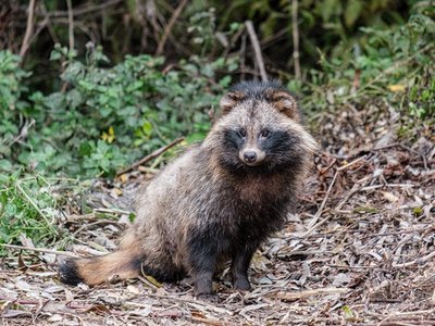 Danube Delta Racoon Dog
