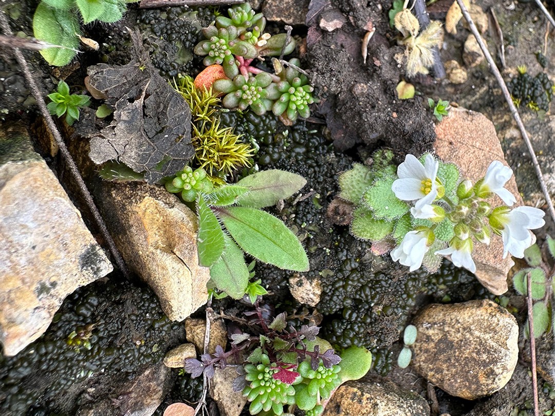 Widow's cross leaf buds with Draba cuneifolia flowers