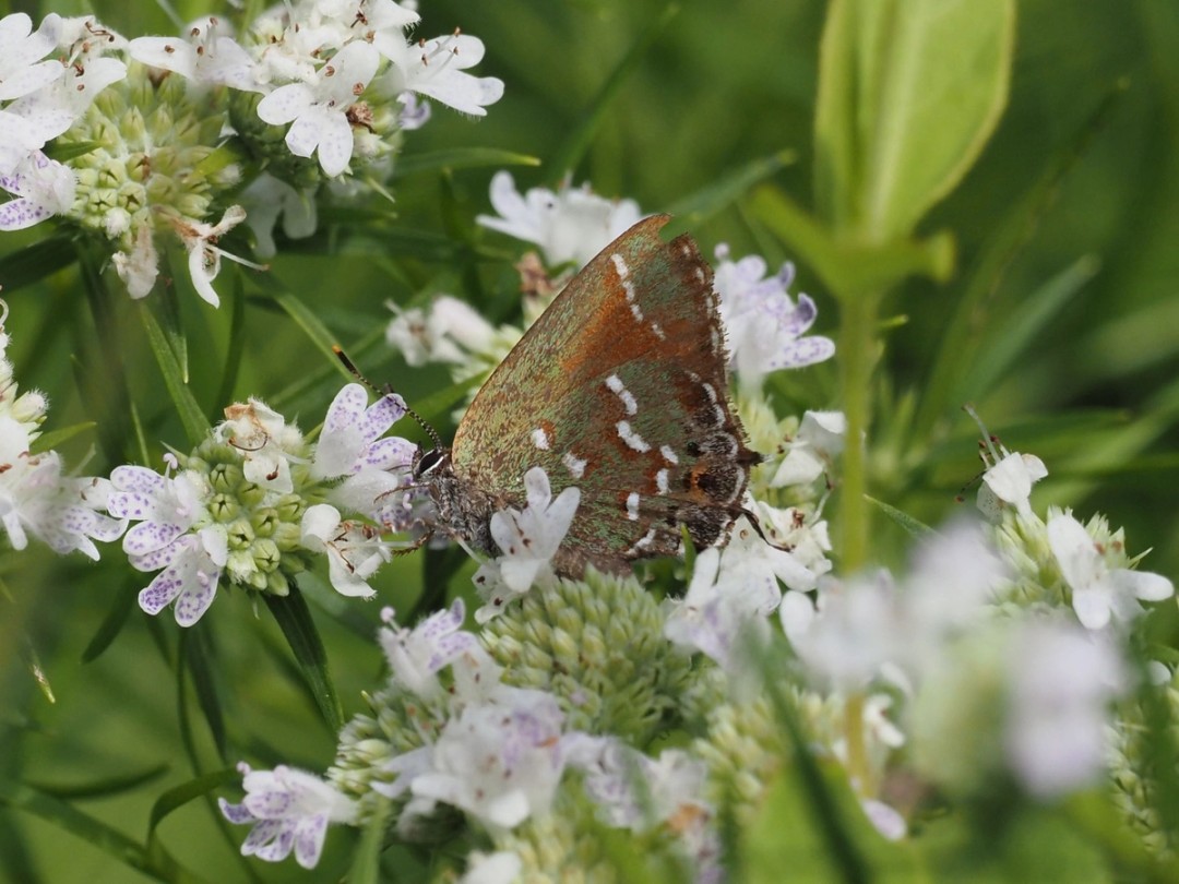 Juniper Hairstreak