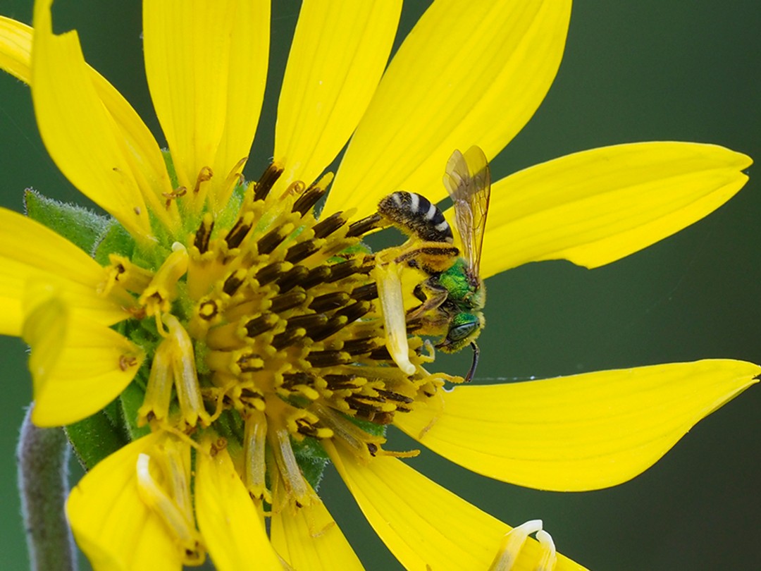 Bicolored Sweat Bee
